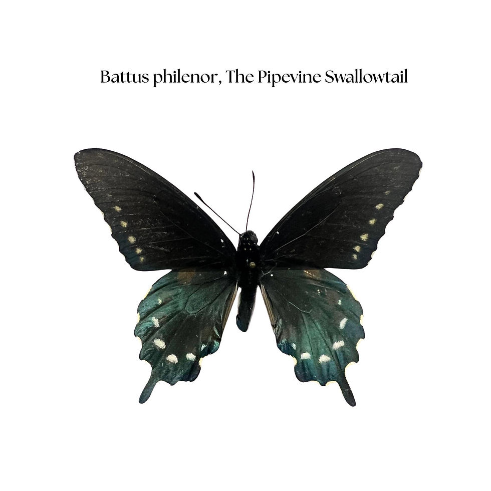 Battus philenor / Pipevine Swallowtail Butterfly / Mounted Specimen / Collector