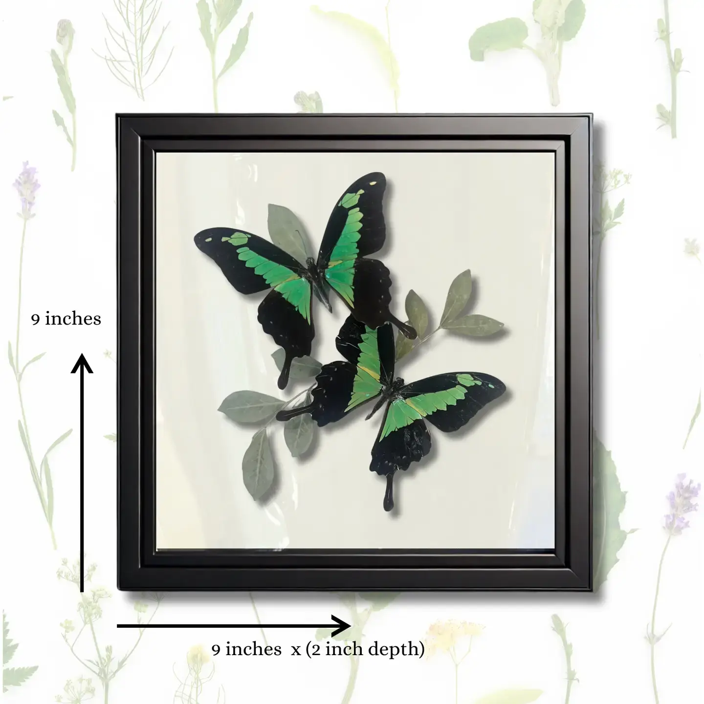 papilio phorcas 9x9x2 in Shadowbox