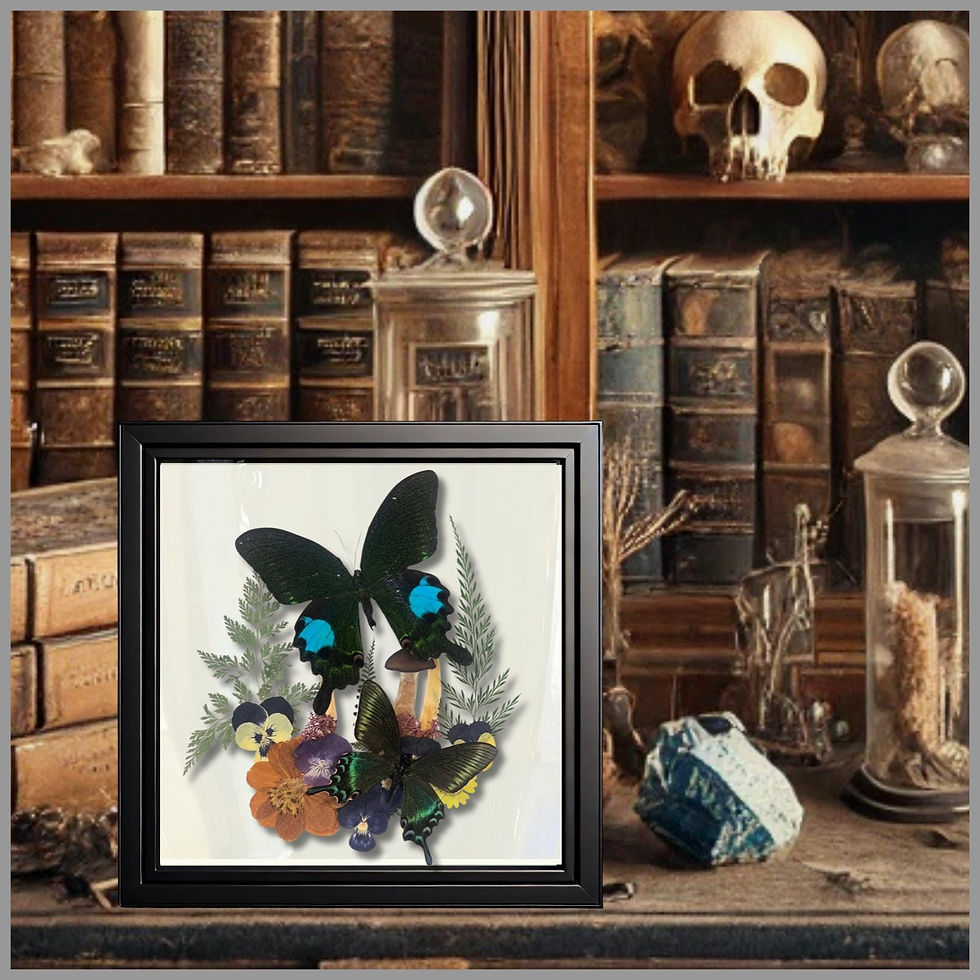 Thumbnail: Real Butterfly - Framed Botanical & Insect Diorama, Natural History Decor -