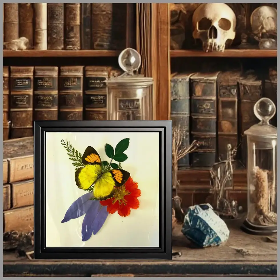 Thumbnail: Ixias pyren 6x6x2 in Shadowbox