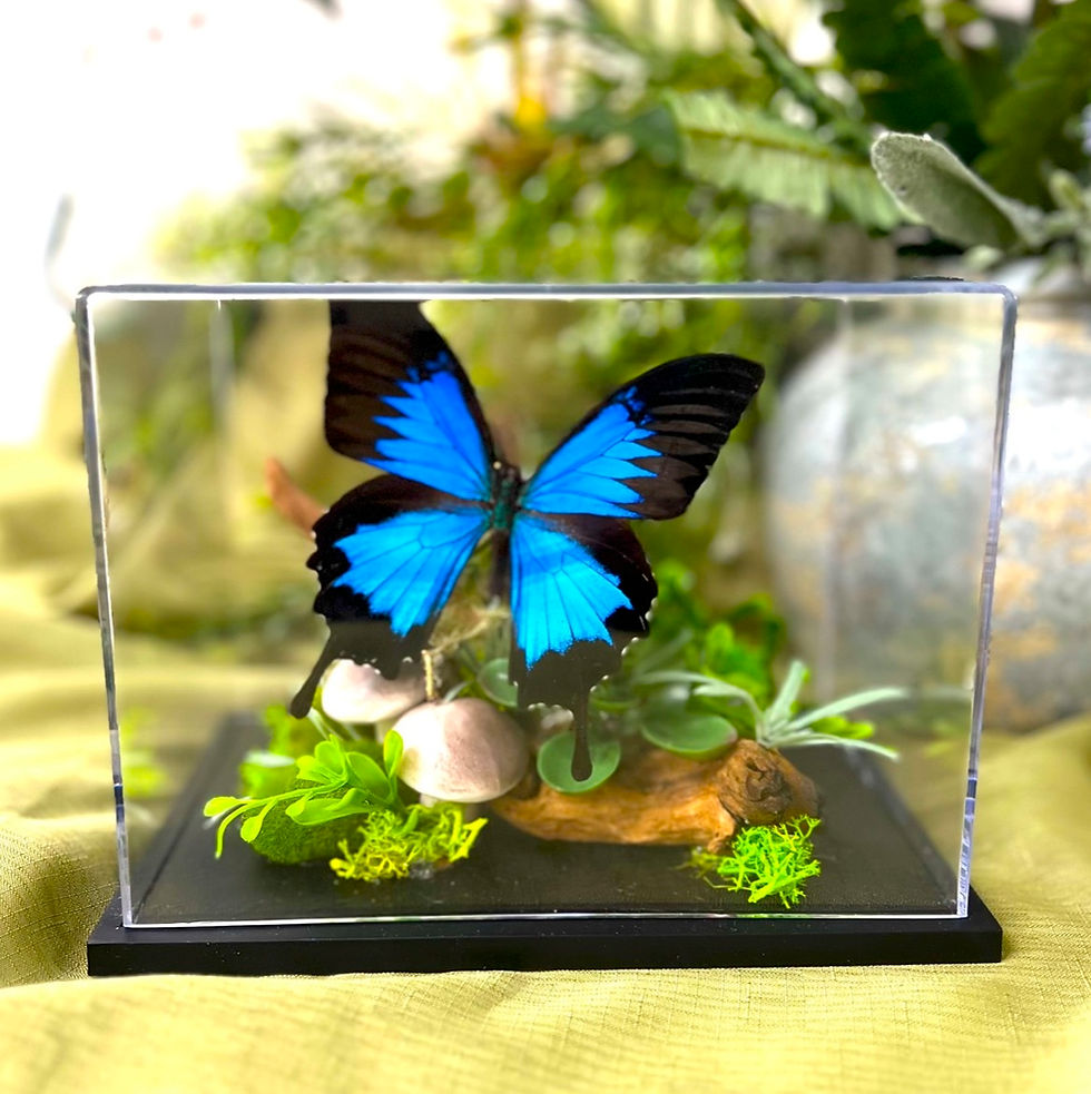 Thumbnail: Real the Ulysses butterfly Diorama - 6x8x6 in