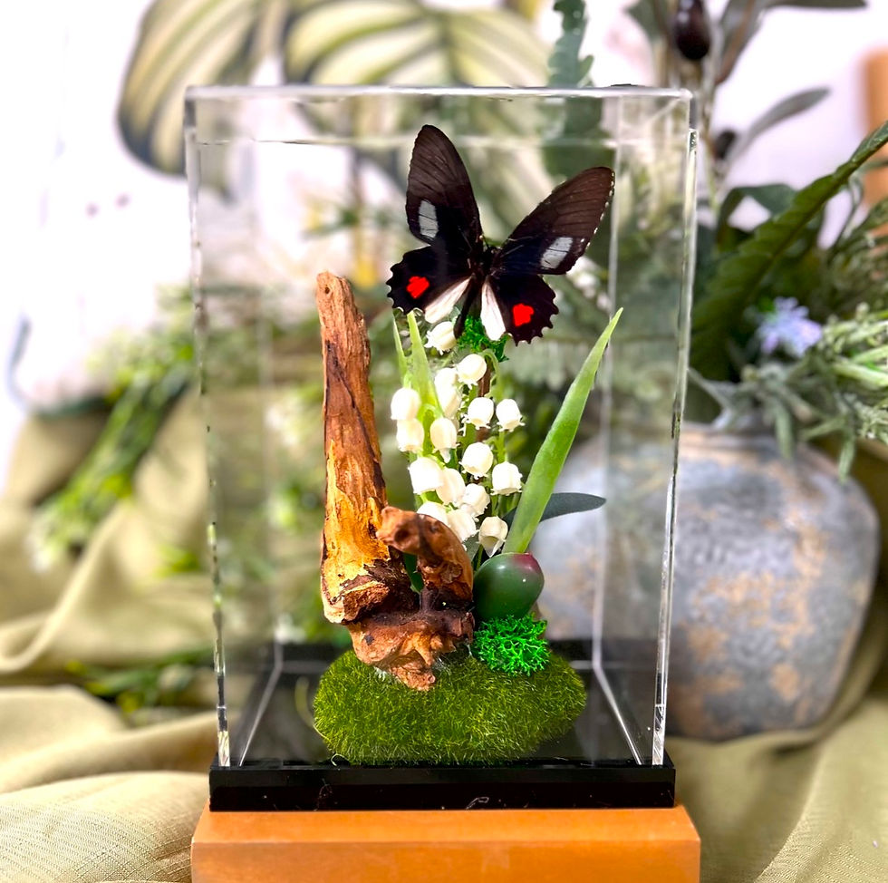 Thumbnail: Parides Genus - Green and Red Spotted Swallowtail Butterfly Diorama - 8x4x5 in