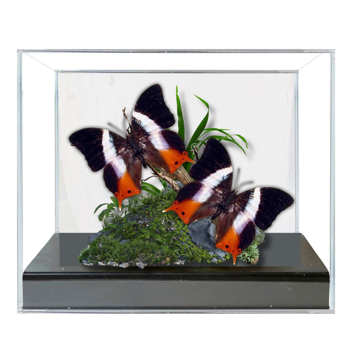 Real South America Butterfly  Diorama - 6x8x6 in
