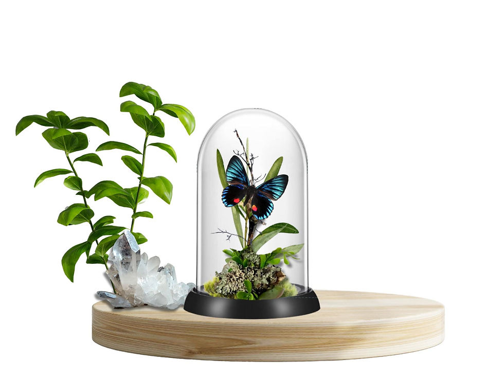 Thumbnail: REAL - South America Butterfly Diorama -6X4 Inch Dome Diorama - Necyria duellona