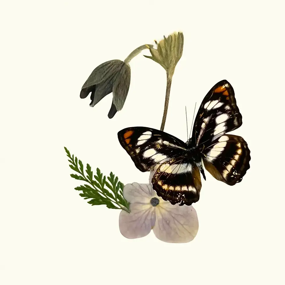 Thumbnail: Athyma nefte  6x6x2 in Shadowbox