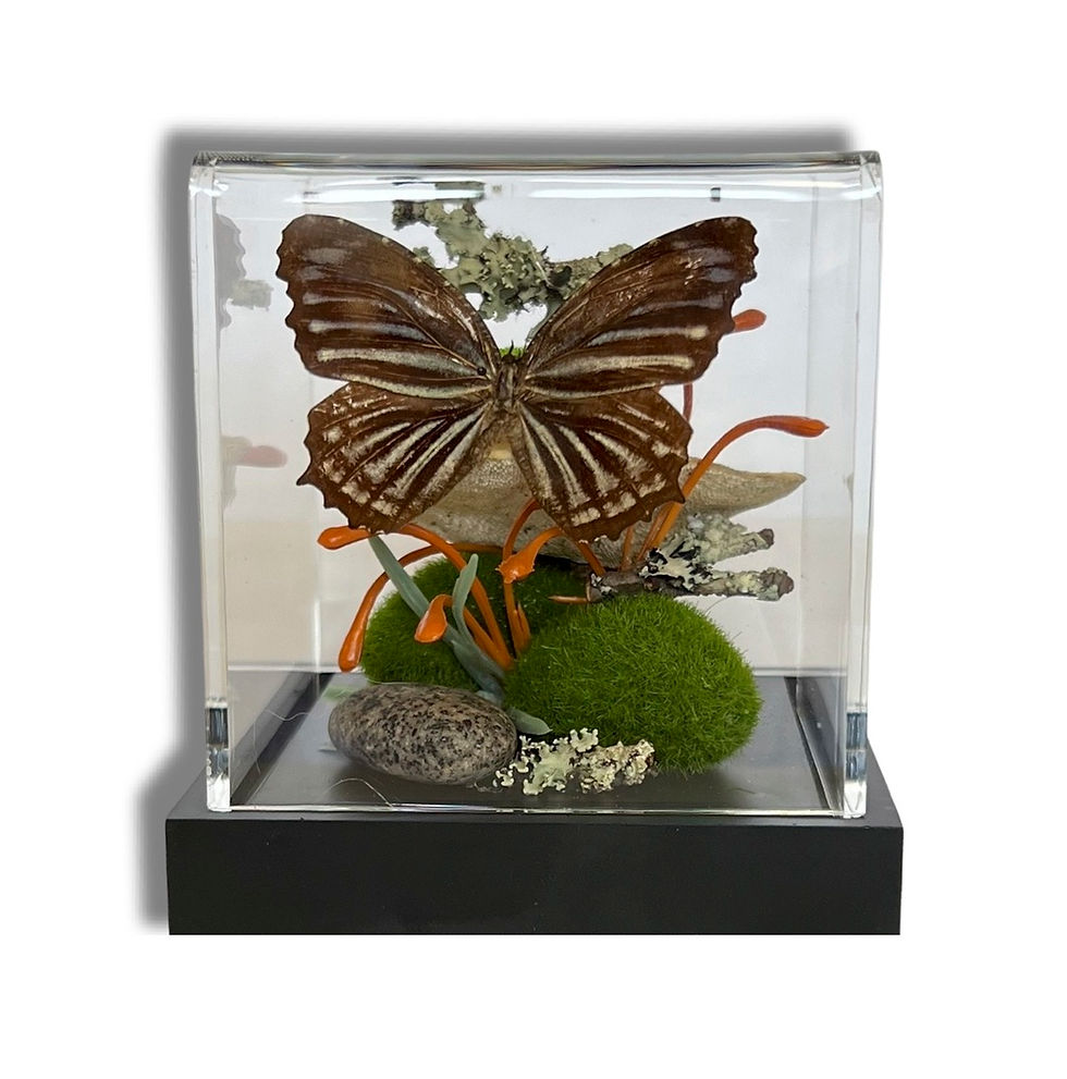 Thumbnail: Unique UV Fluorescent Butterfly Diorama with Yooperlite - includes UV Light (2)