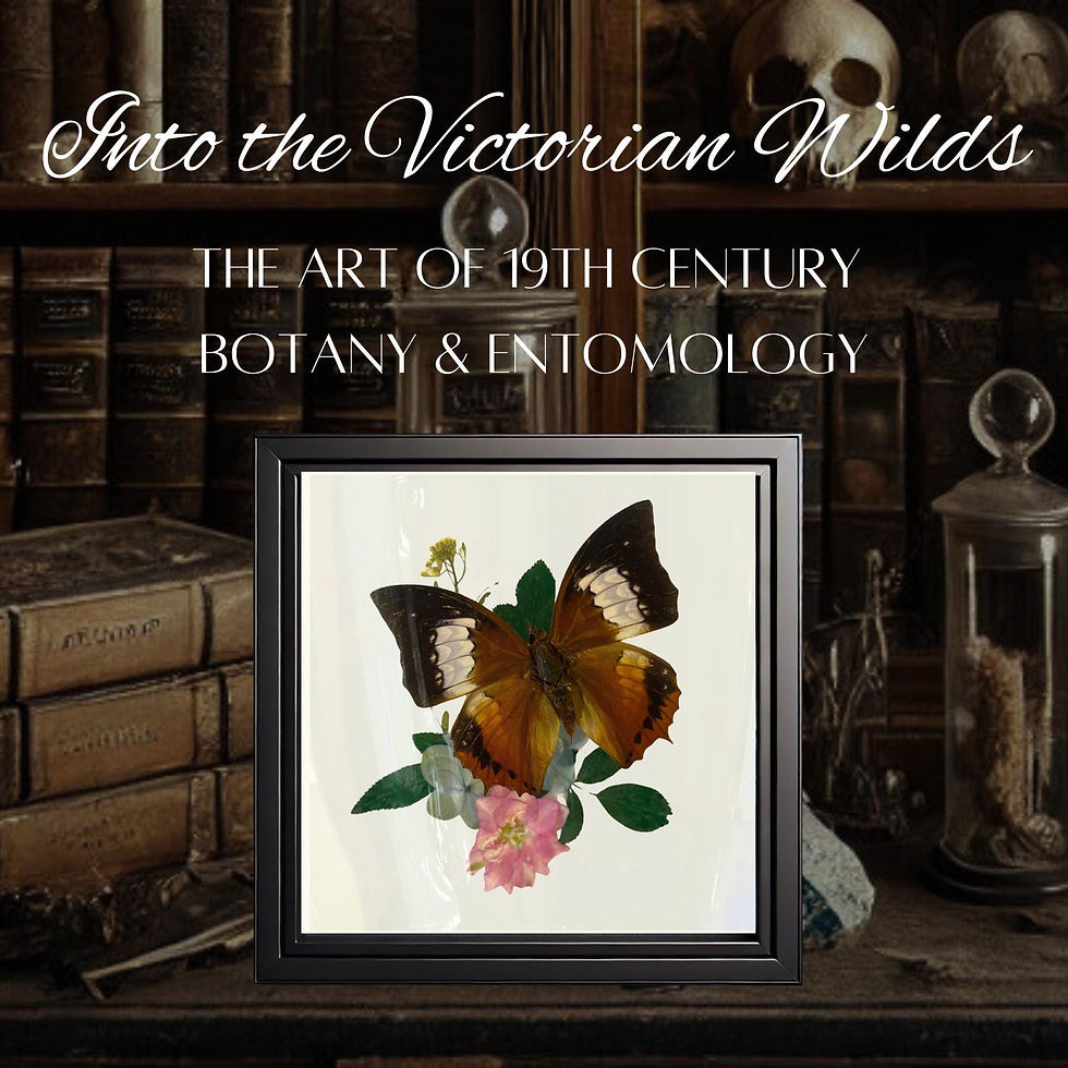 Thumbnail: Real Butterfly - Framed Botanical & Insect Diorama - Natural History Decor,