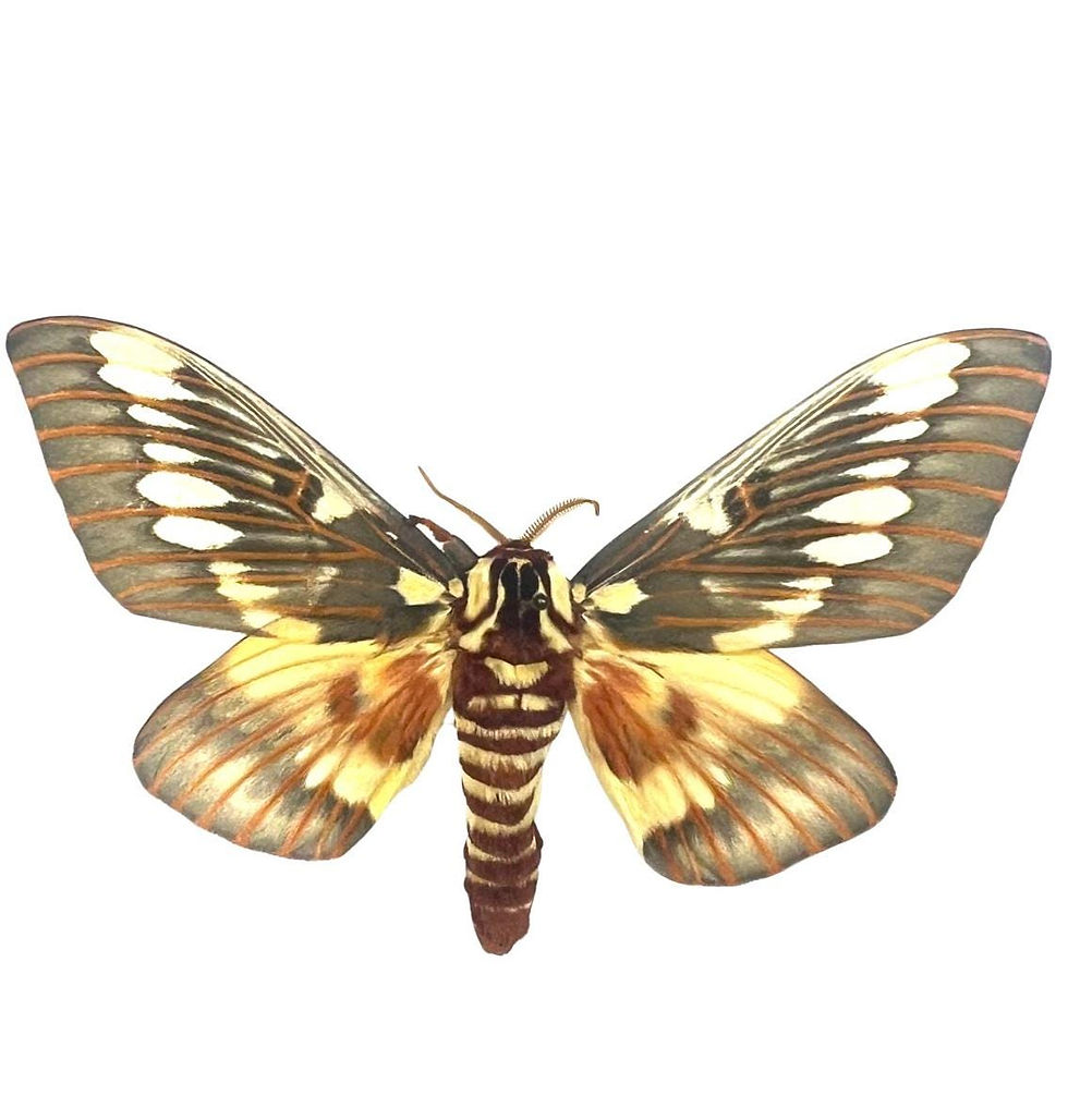 Citheronia splendens / Splendid Royal Moth / Mounted Specimen / Collector