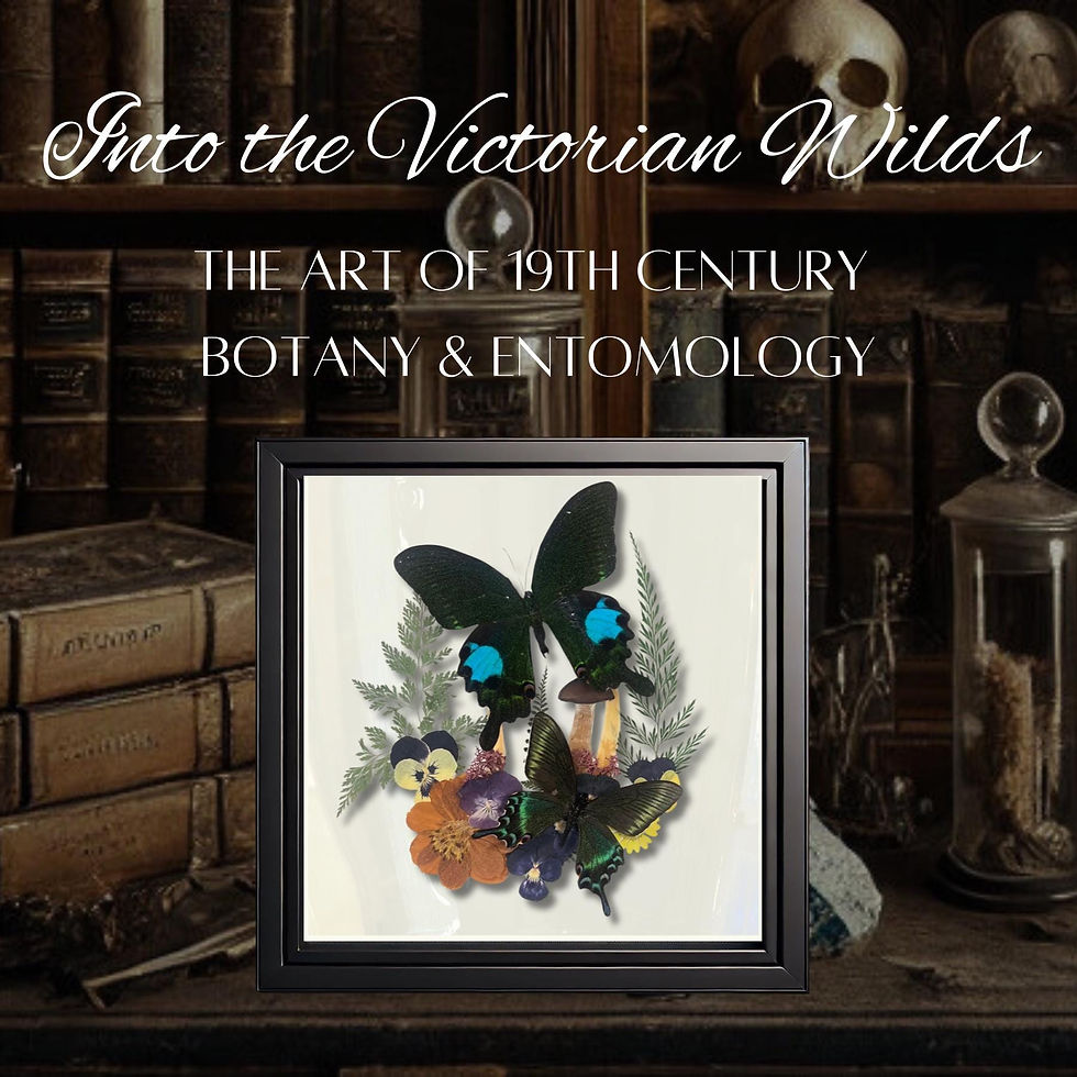 Thumbnail: Real Butterfly - Framed Botanical & Insect Diorama, Natural History Decor -