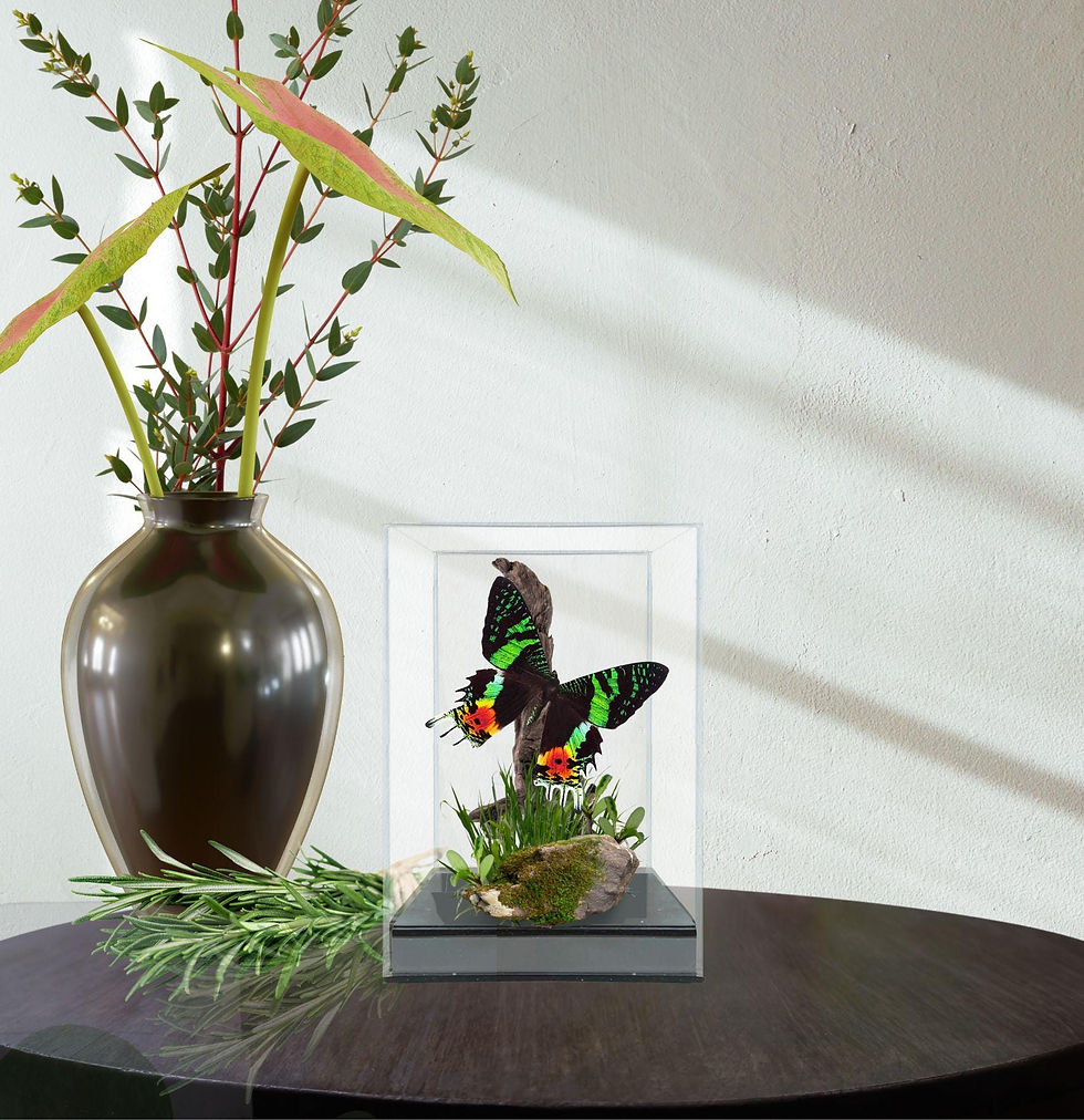 Thumbnail: Chrysiridia rhipheus, the Madagascan sunset moth Diorama - 8x4x5 in  Just