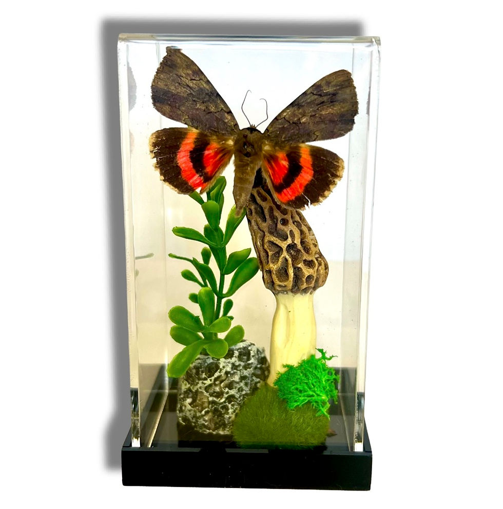 REAL Moth and Morel Mushroom Diorama -3x6x3 Inch Diorama - Darling Underwing