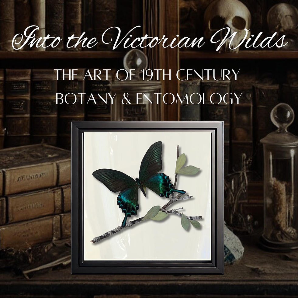 Thumbnail: Real Butterfly - Framed Botanical & Insect Diorama, Natural History Decor -