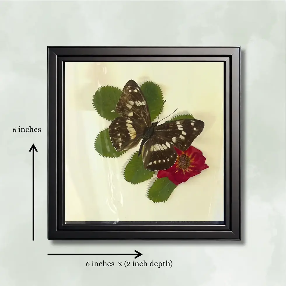 Mimathyma nycteis 6x6x2 in Shadowbox