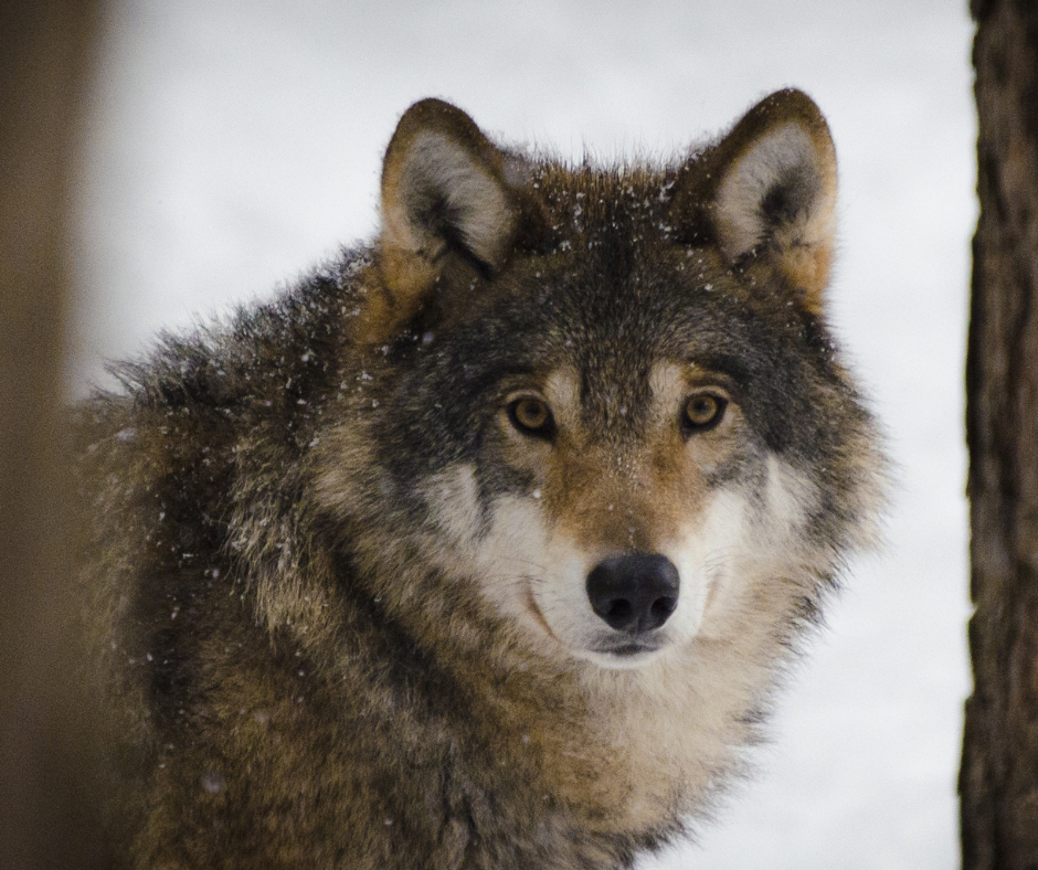 Colorado to pull back on killing wolves involved in livestock attacks as survival concerns rise