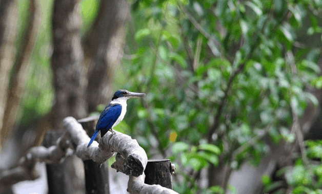 Sả Khoang Cổ, một loài chim bói cá phổ biến ở rừng ngập mặn Cần Giờ.