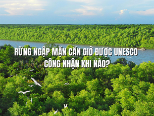 Rừng ngập mặn Cần Giờ được UNESCO công nhận khi nào? - Hành trình khẳng định giá trị sinh thái đặc biệt của Việt Nam