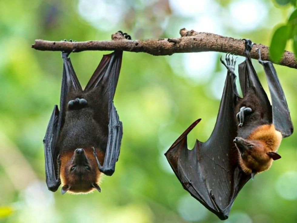 Tận mắt quan sát hàng ngàn cá thể dơi treo mình trên những tán cây rừng ngập mặn là trải nghiệm không thể bỏ lỡ cho những người yêu thiên nhiên. 