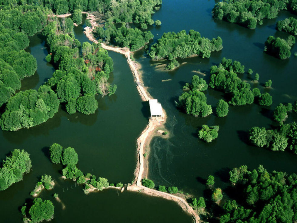 Vẻ đẹp hùng vĩ của rừng ngập mặn Cần Giờ nhìn từ trên cao - "Lá phổi xanh" của thành phố. (Ảnh: sưu tầm)