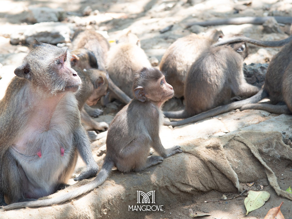 Đàn khỉ đuôi dài đang nghỉ ngơi và sưởi nắng sớm tại Đảo Khỉ, Cần Giờ.