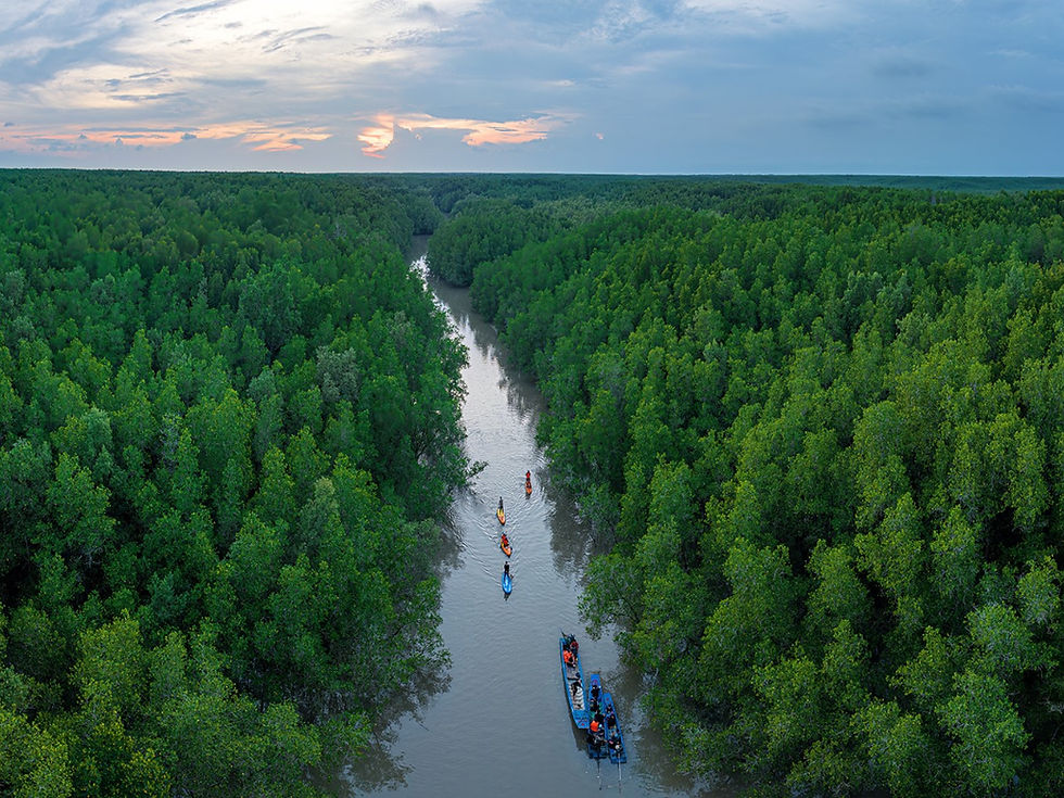 Lá phổi xanh khổng lồ của thành phố - Vẻ đẹp choáng ngợp của rừng ngập mặn Cần Giờ. (Ảnh: sưu tầm)