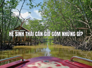 Hệ sinh thái Cần Giờ gồm những gì? Toàn cảnh đa dạng sinh học của rừng ngập mặn Cần Giờ