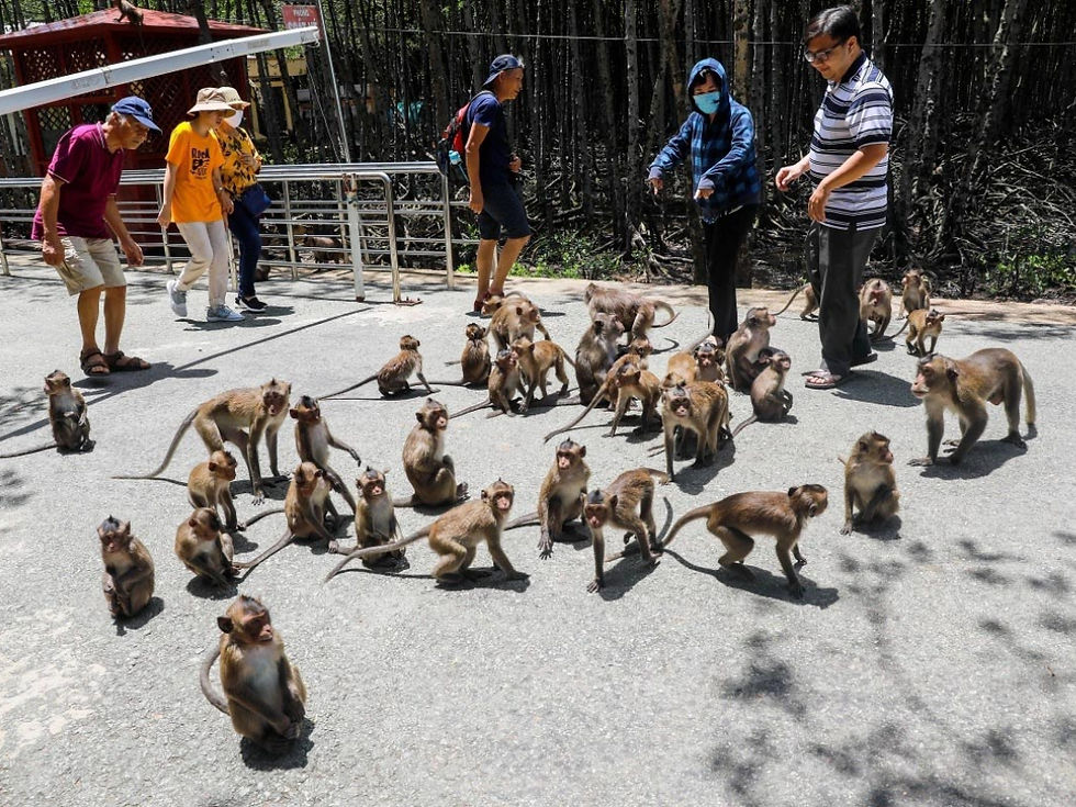 Ghé thăm vương quốc của hơn 2.000 chú khỉ tự nhiên - một trải nghiệm không thể bỏ qua khi khám phá lá phổi xanh Cần Giờ.