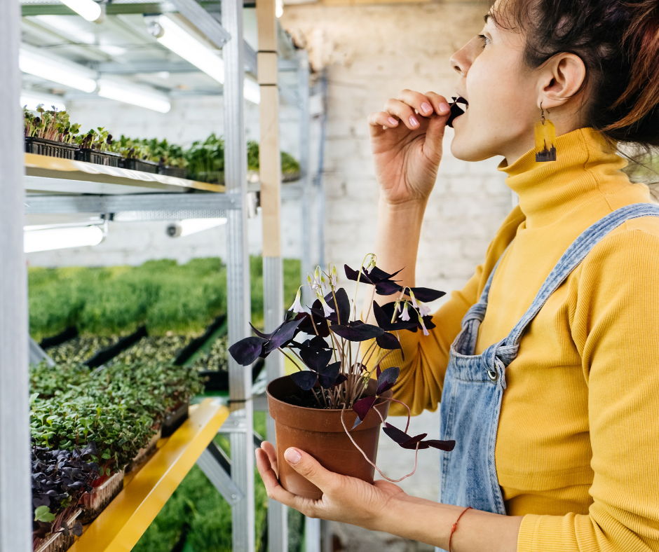 Vertical farming startups strengthen ties with local grocery stores. 