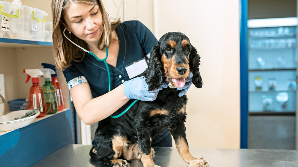 Embracing Innovation and Fur-tastic Opportunities: How Walmart Puts Pet Health on the Telehealth Map
