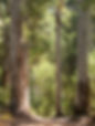 trees2.jpg