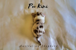 Australian Shepherd Welpen of Poo Kini Aussies Red Merle Bicolor