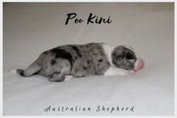 Shira Welpen Blue Merle Bi Junge 1a