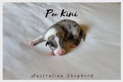 Shira Welpen Blue Merle Bi Junge 1e