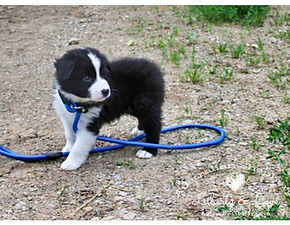 Australian Shepherd Black Bi Aussie by Liberty Love(1).jpg