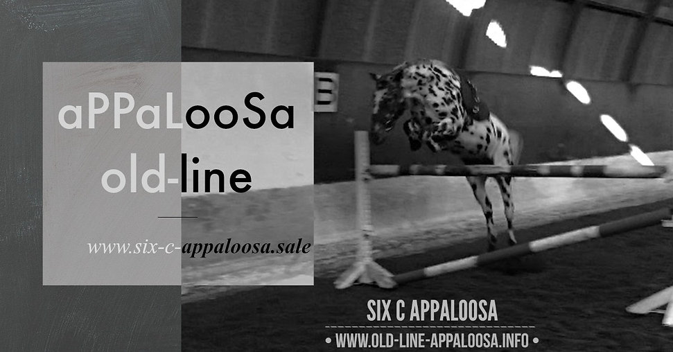 Appaloosa Old-Line Appaloosa Foundation Appaloosa Sport Horse Appaloosa Allrounder Hunter Equitation Hunt Seat Springreiten Dressurreiten Vielseitigkeitsreiten Westernreiten