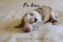 Australian Shepherd Welpen of Poo Kini Aussies Red Merle Bicolor