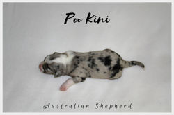 Shira Welpen Blue Merle Tri Junge