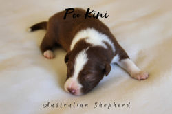 Australian Shepherd Welpen of Poo Kini Aussies Red Bicolor