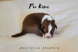 Australian Shepherd Welpen of Poo Kini Aussies Red Bicolor