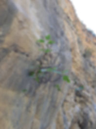 image1 (1).jpeg