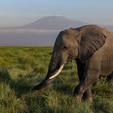 Kilimanjaro, Large male elephant in the foreground, stood in vegetation