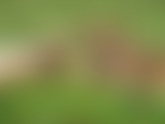 Big cats playing in the Ngorongoro Crater with Vertical Sky