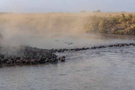 Serengeti Biodiversity: A Global Ecological Engine