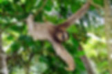 Sloth