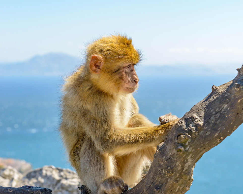 monkeys-gibraltar-2022