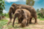 Thailand_Feeding Elephants_edited