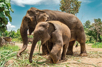 Thailand_Feeding Elephants_edited.jpg