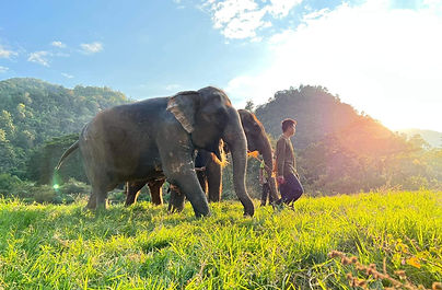 Thailand_Elephant Nature Park.jpeg