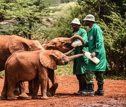 David-Sheldrick-Wildlife-Trust-870x480-1.jpeg