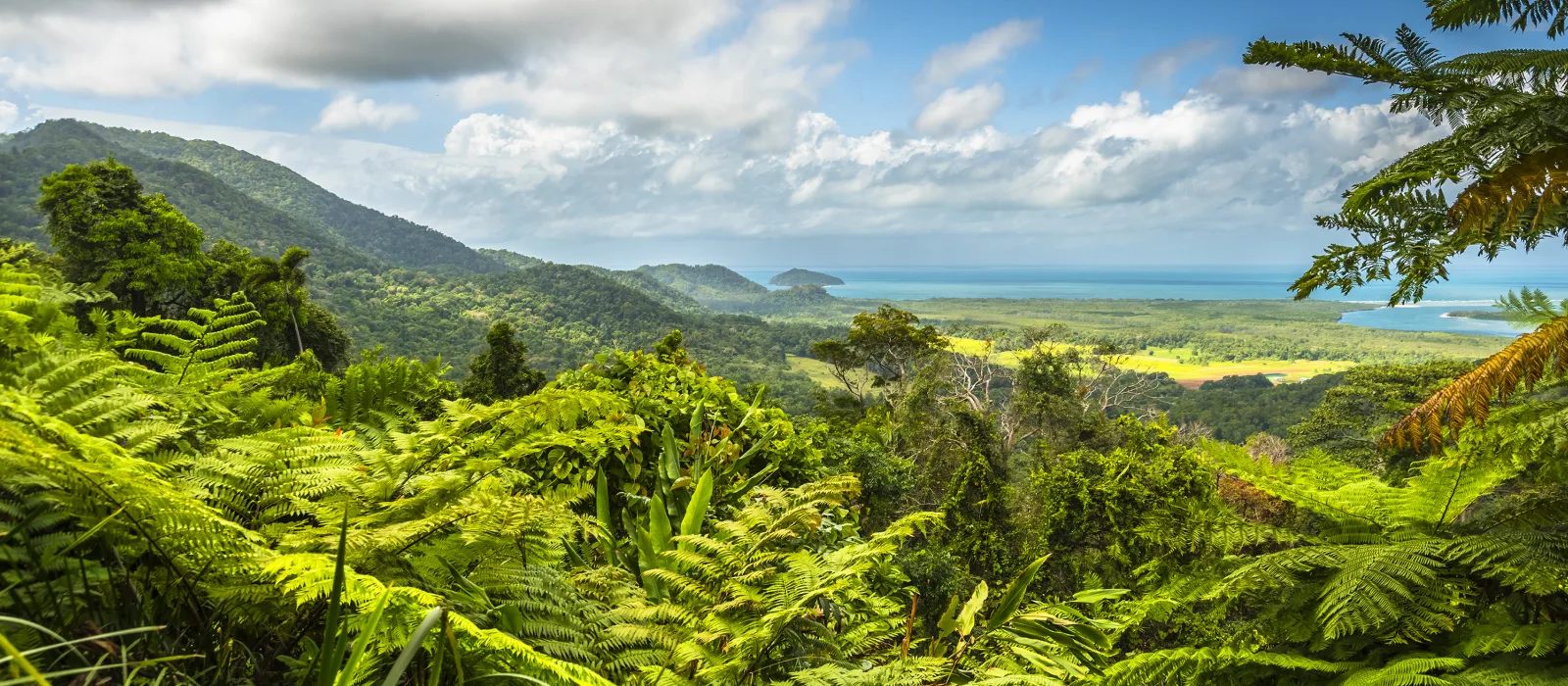 Daintree Rainforest Cairns.webp