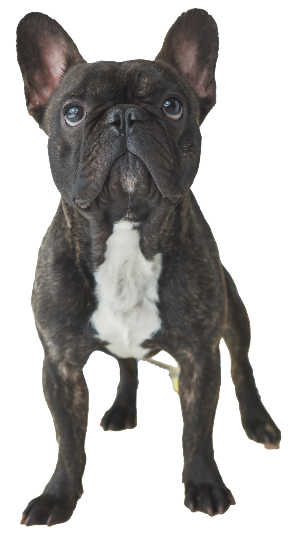 dog to adopt for freds friends